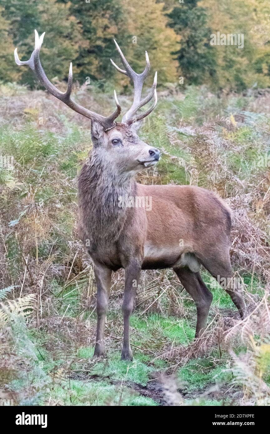 A red deer stag, masculine, arrogant and proud, stands amongst the autumnal bracken in Bushy Park, West London Stock Photo