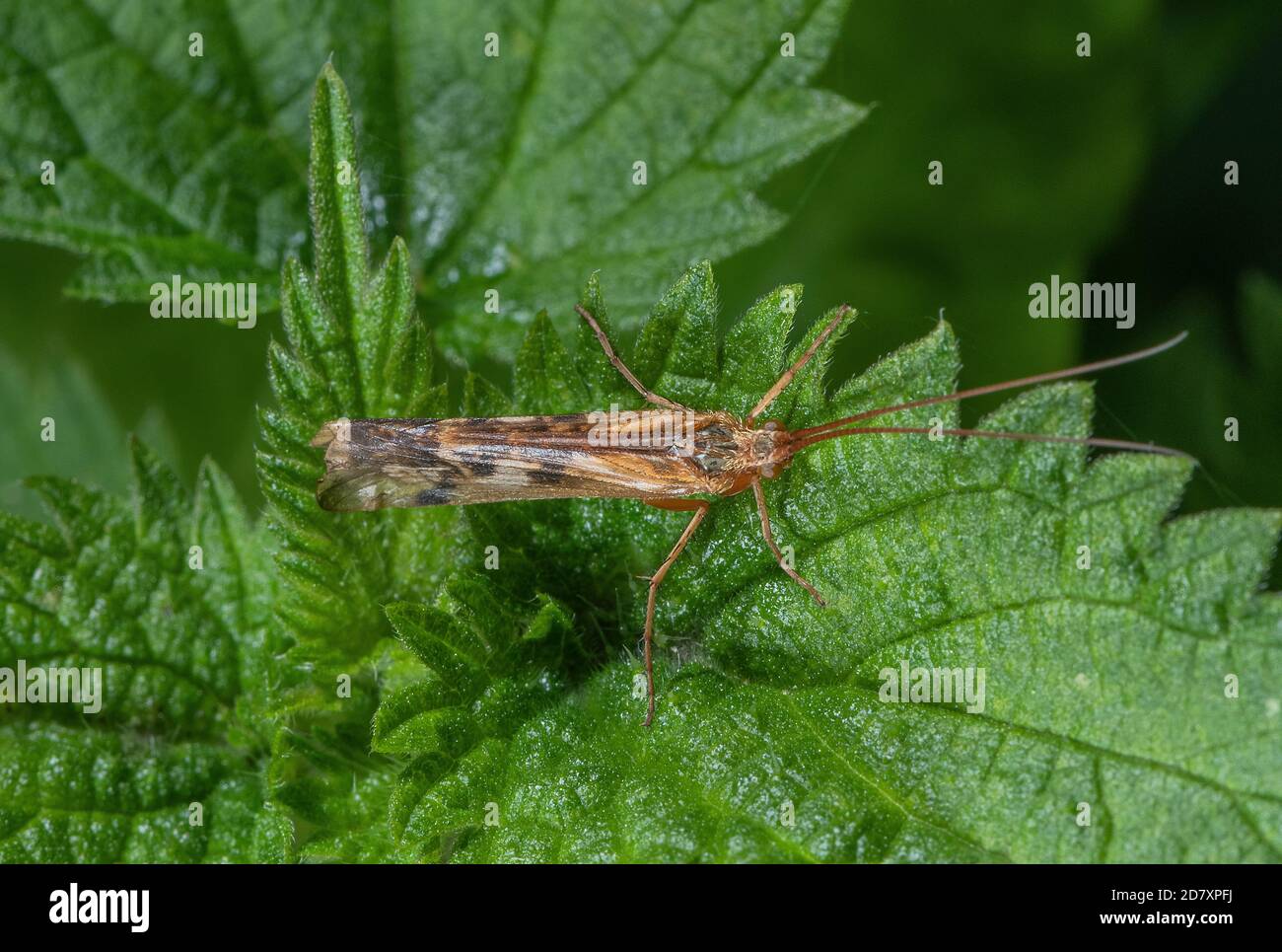 A caddisfly, Cinnamon Sedge, Limnephilus lunatus, perched on riverside vegetation, Stour Valley, Dorset. Stock Photo