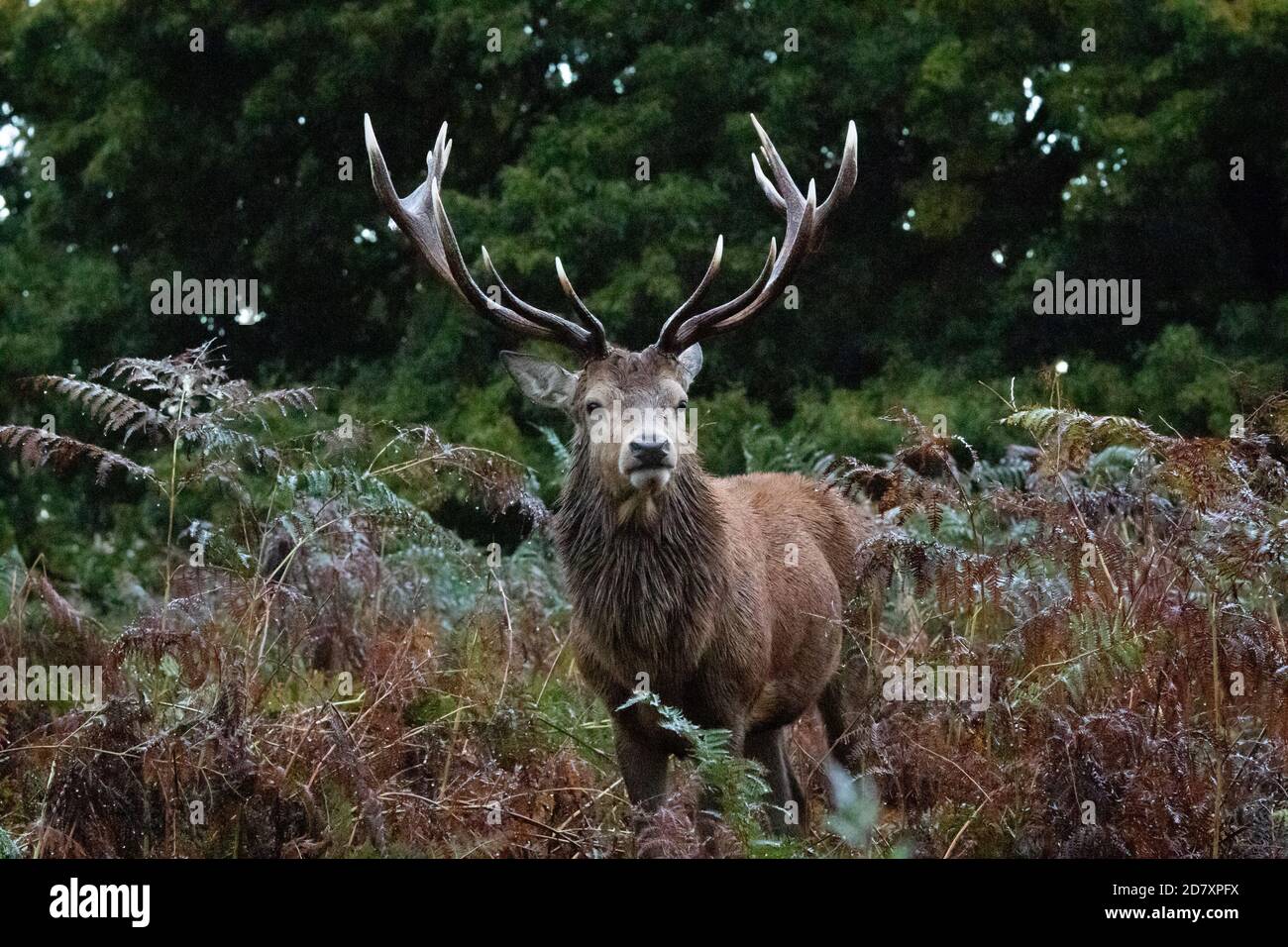 A soaked red deer stag pauses in the dripping bracken on a rainy morning in Bushy Park, West London Stock Photo