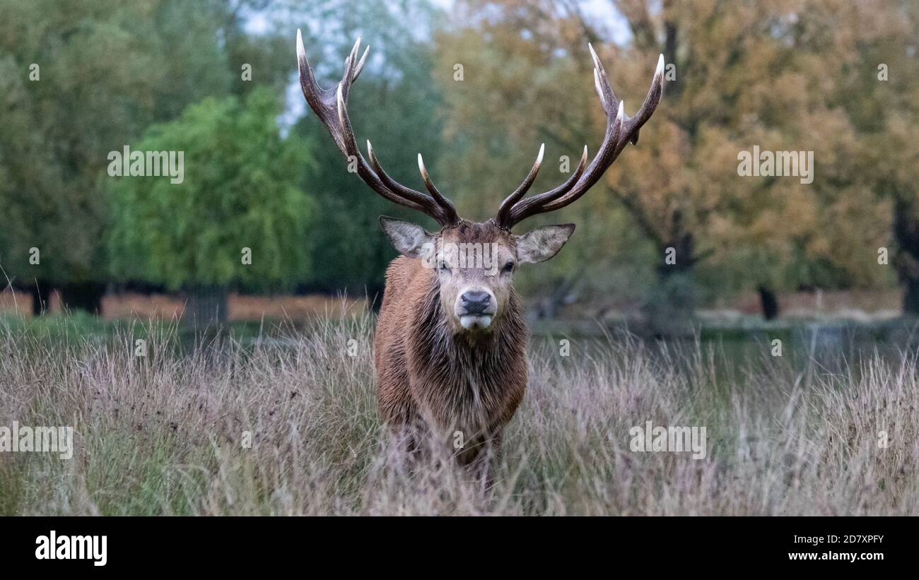 An imposing red deer stag glares arrogantly, in Bushy Park, West London Stock Photo