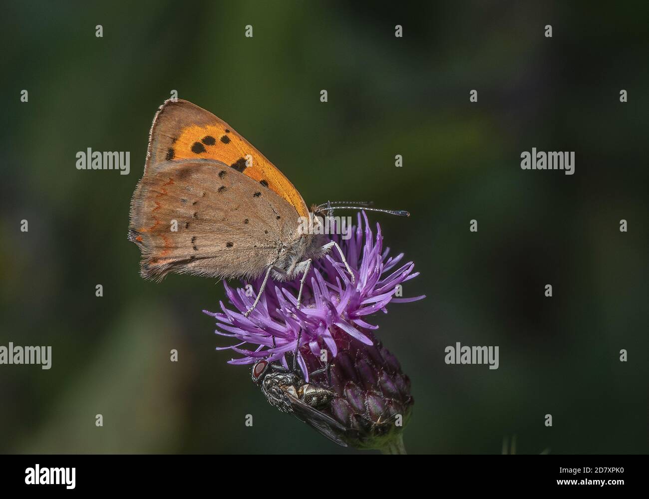 Small copper, Lycaena phlaeas, butterfly nectaring on Creeping Thistle. Stock Photo