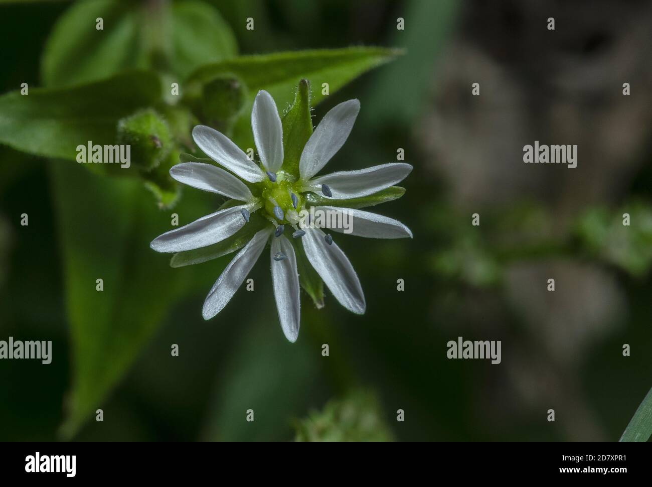 Flowers of Water chickweed, Stellaria aquatica, in damp hollow, Stour valley, Dorset. Stock Photo