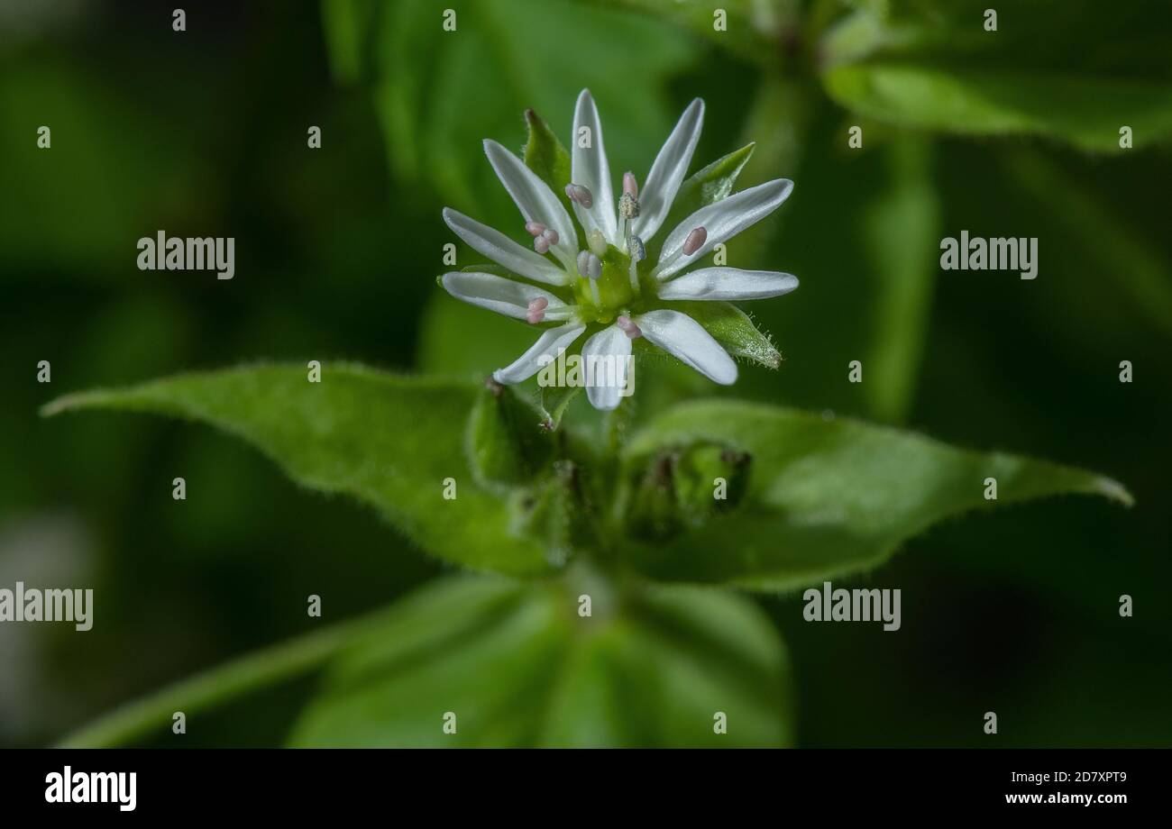 Flowers of Water chickweed, Stellaria aquatica, in damp hollow, Stour valley, Dorset. Stock Photo