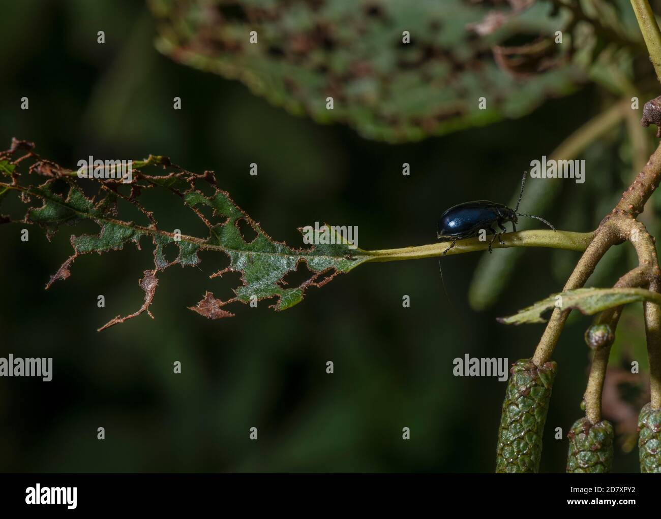 Alder leaf beetle, Agelastica alni,  on the leaves of Alder, Alnus glutinosa. Stock Photo