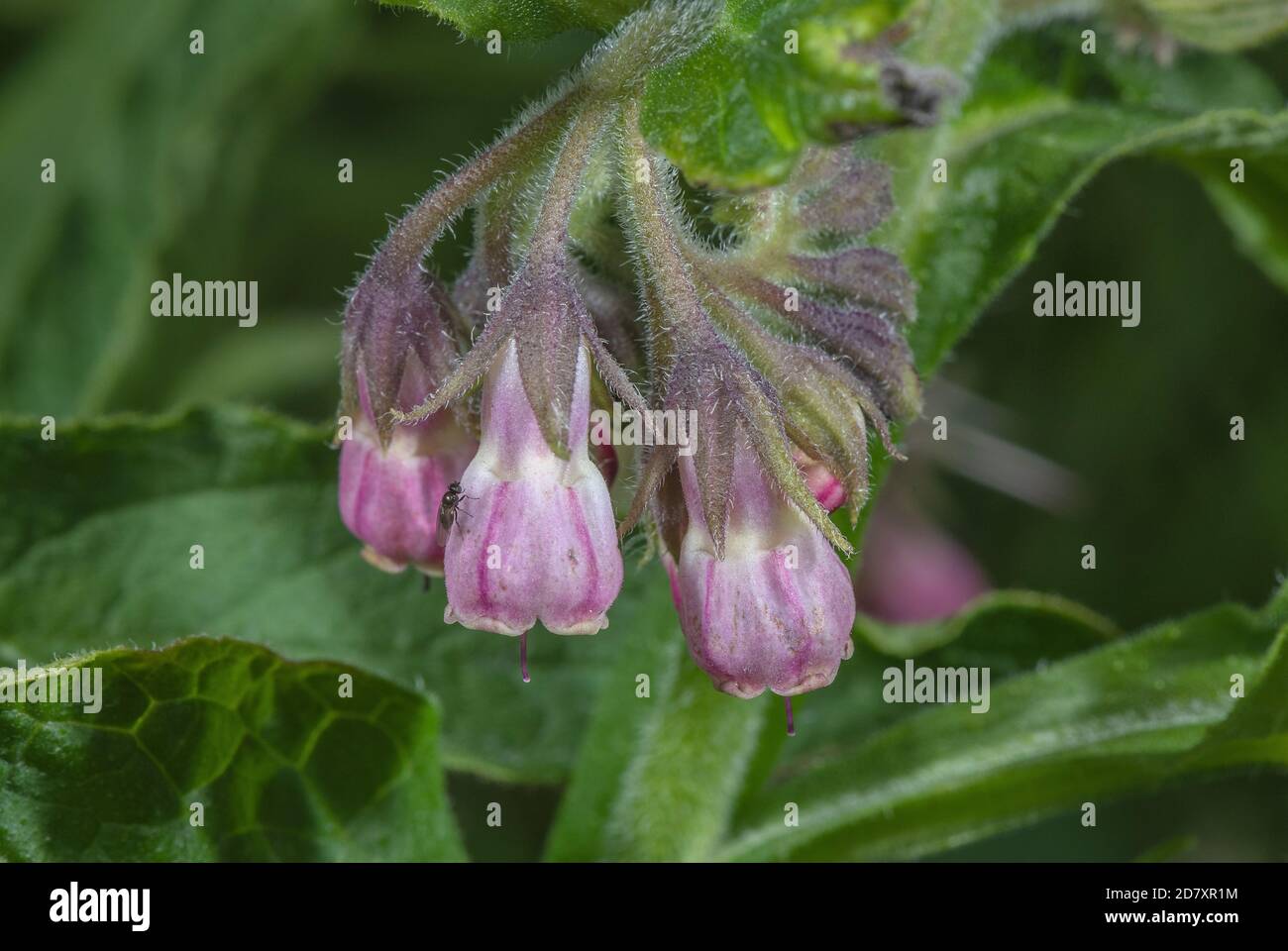 Common Comfrey, Symphytum officinale, in flower along riverside, Dorset. Stock Photo
