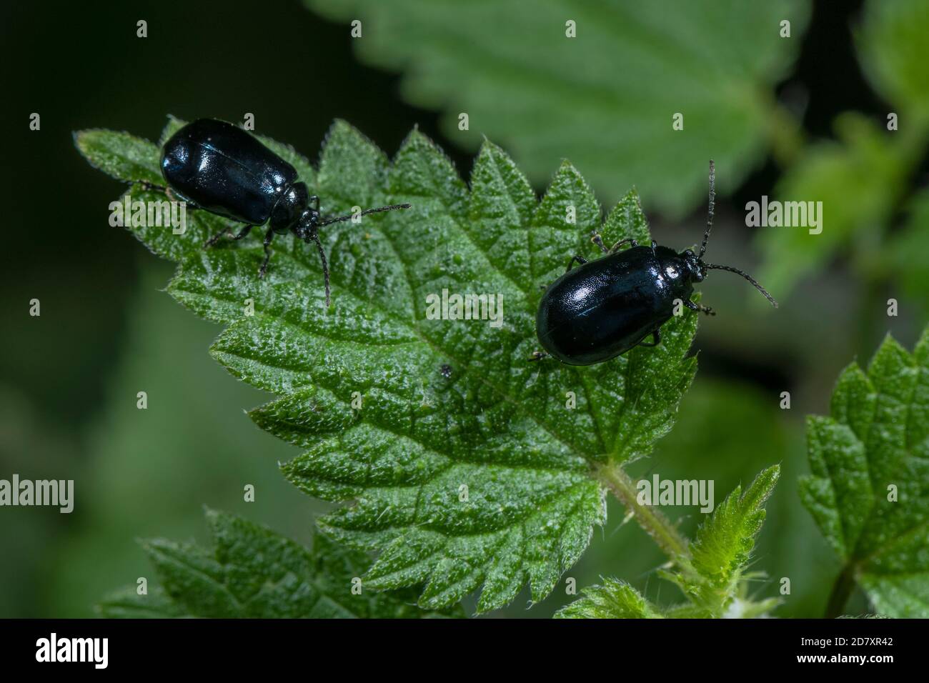 Alder leaf beetles, Agelastica alni,  on the leaves of Alder, Alnus glutinosa. Stock Photo