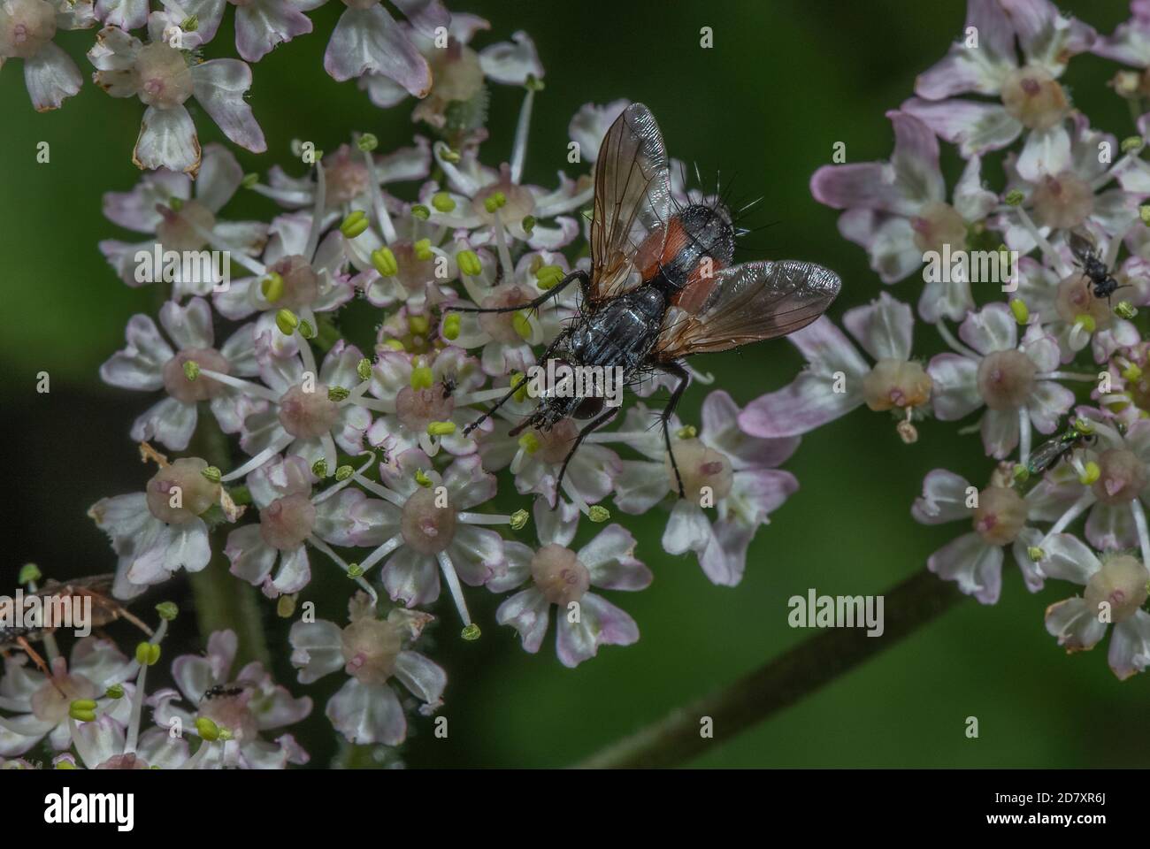 A tachinid fly, Eriothrix rufomaculata, feeding on Hogweed flowers. Stock Photo