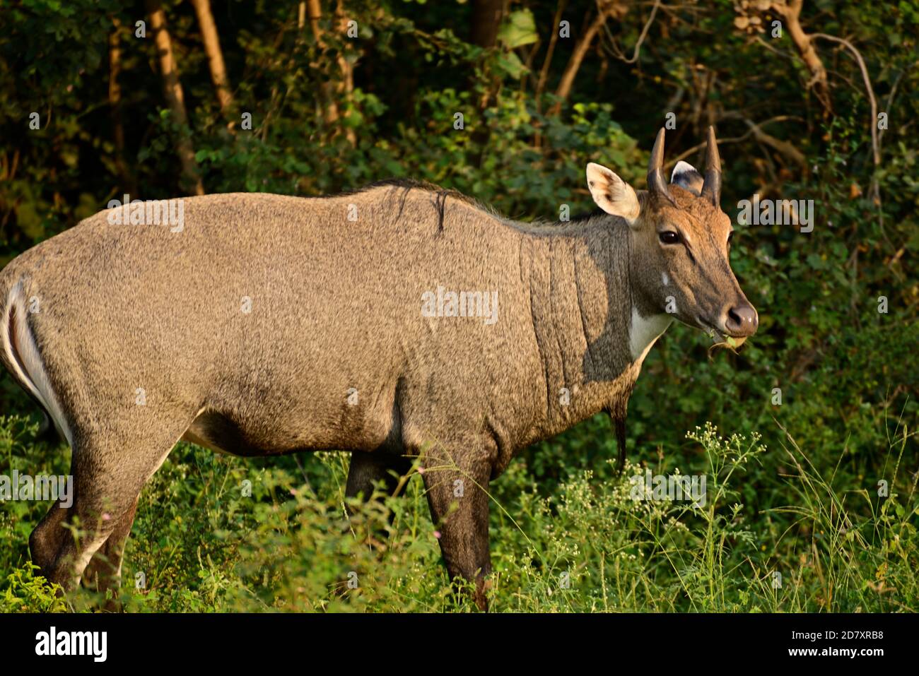 Adult blue bull or nilgai is an Asian antelope in the forest. Nilgai is endemic animal to Indian subcontinent Stock Photo - Alamy Adult blue bull or nilgai is an Asian antelope in the forest. Nilgai is endemic animal to Indian subcontinent Stock Photo - Alamy