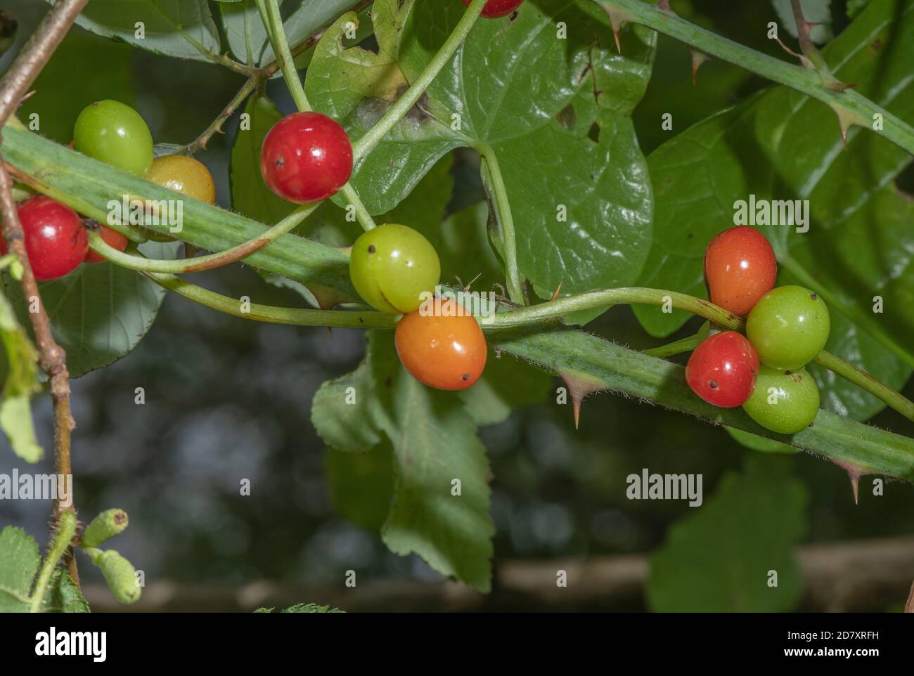 Ripe berries of Black bryony, Dioscorea communis, in late summer hedgerow. Stock Photo