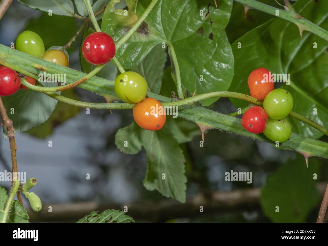 Ripe berries of Black bryony, Dioscorea communis, in late summer hedgerow. Stock Photo