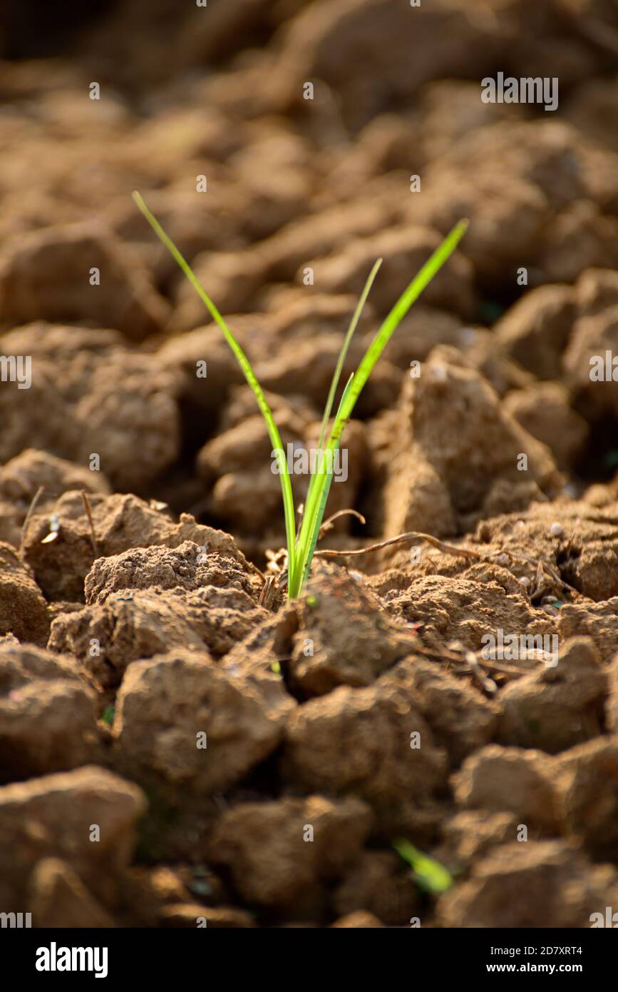 Plant growing out from fertile land Stock Photo Alamy