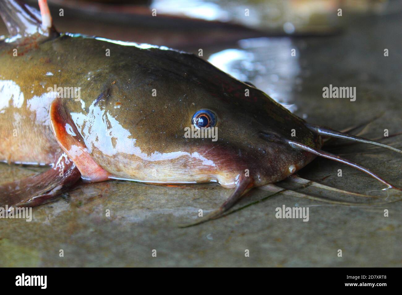 red tailed catfish river monsters