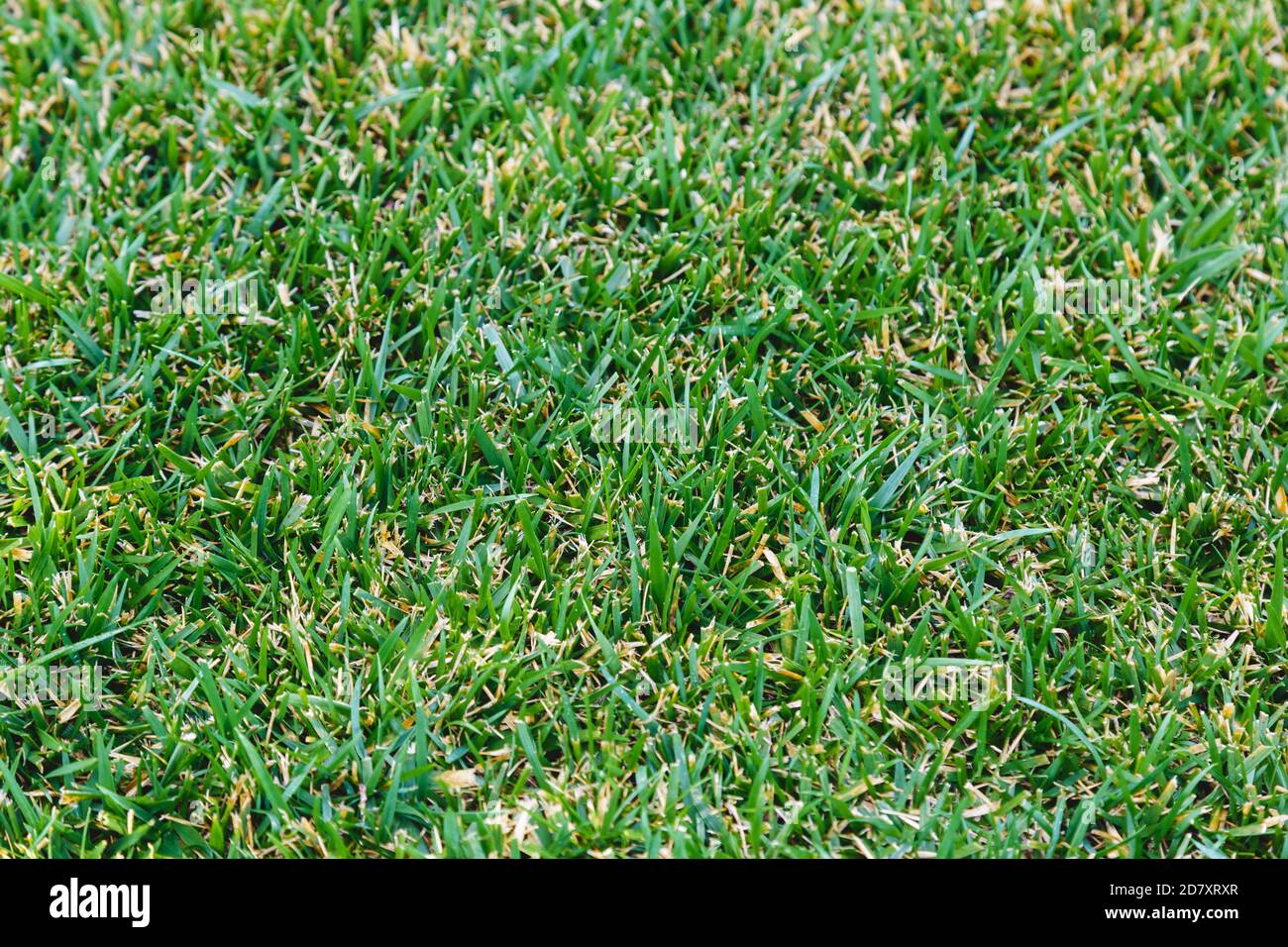 Green grass background field texture. Green lawn pattern textured background. Stock Photo