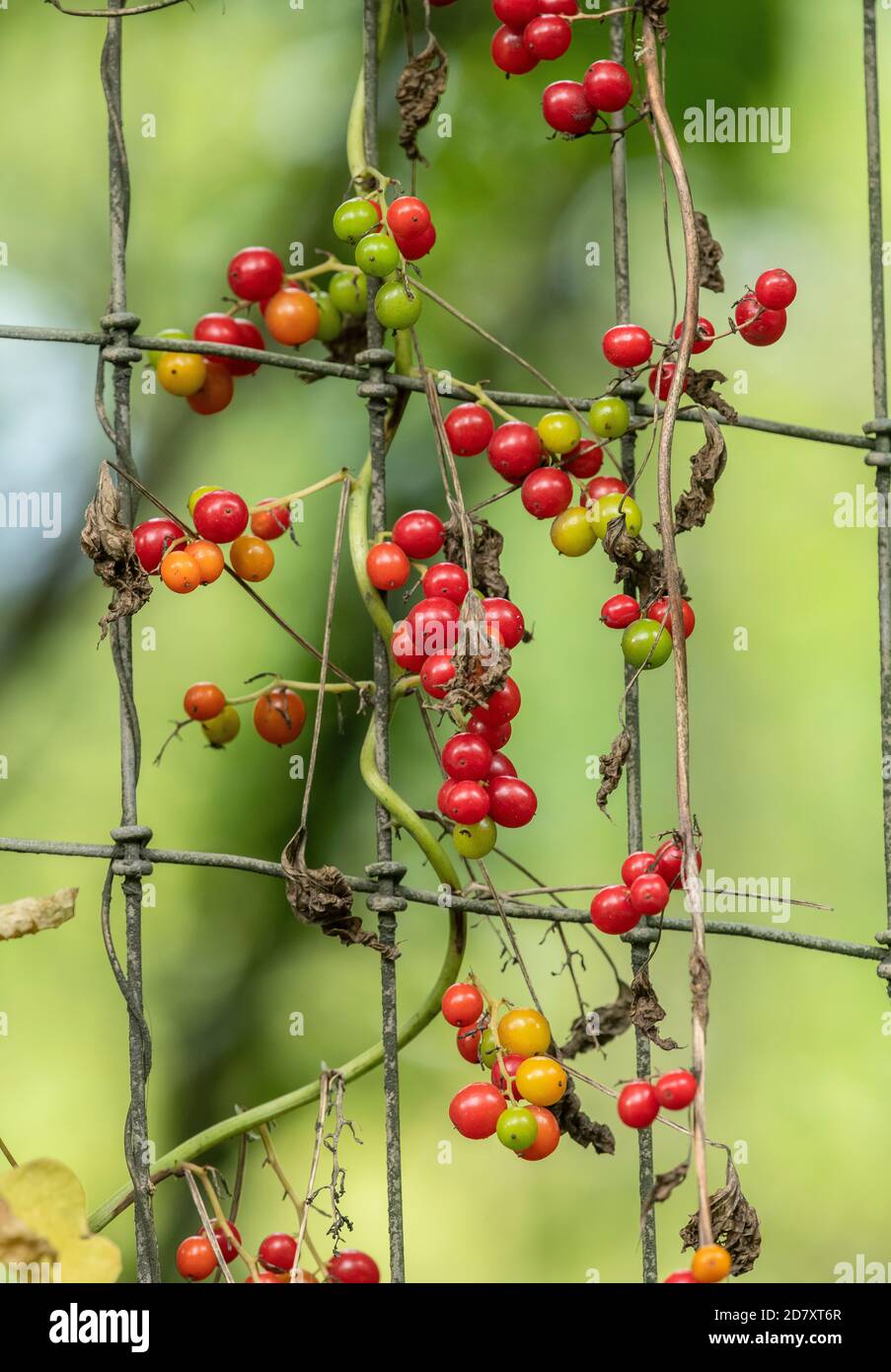 Ripe berries of Black bryony, Dioscorea communis, on wire fence, in late summer. Stock Photo