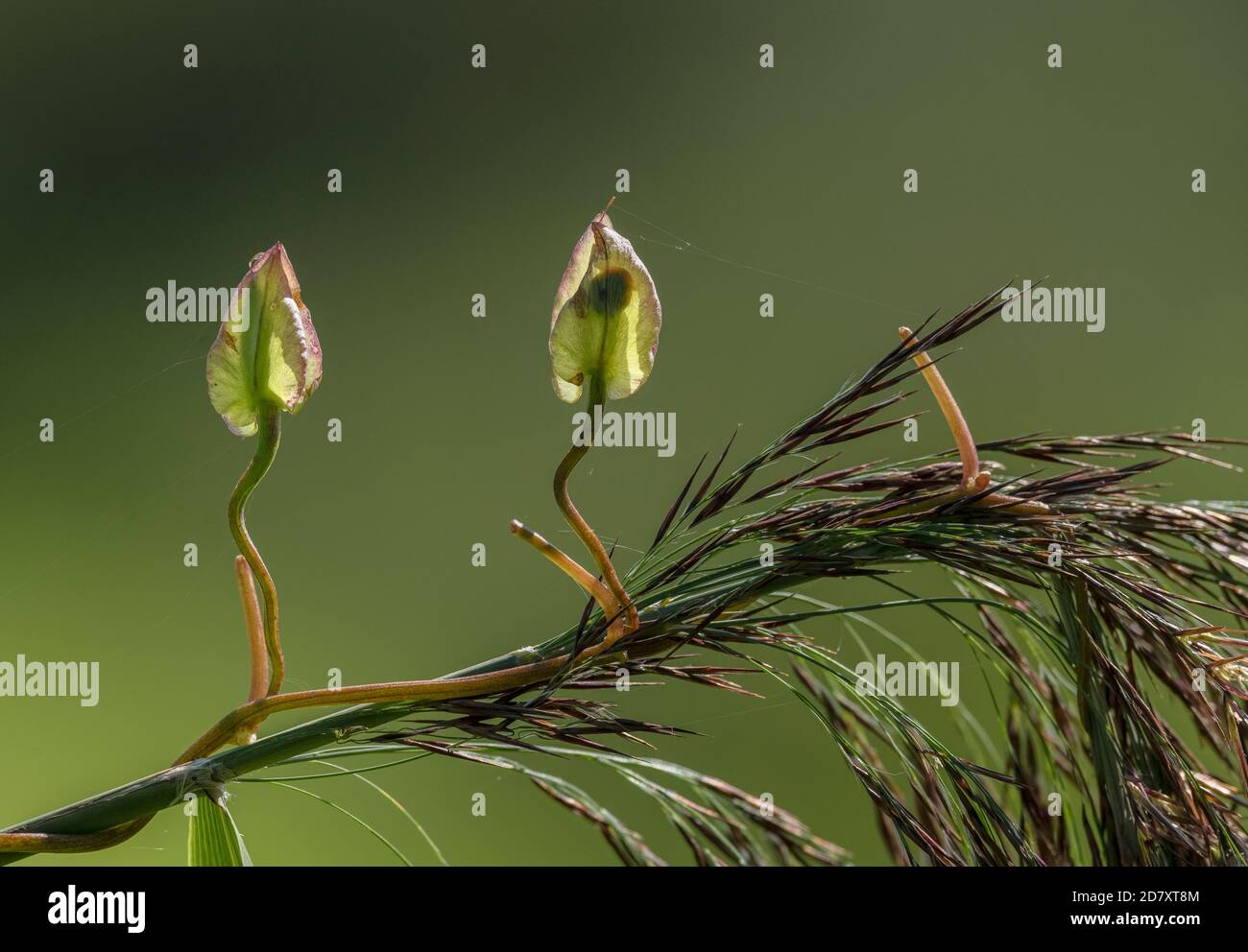 Twining stems and fruit of Hedge bindweed, Calystegia sepium, climbing up Common Reed in marshland. Stock Photo