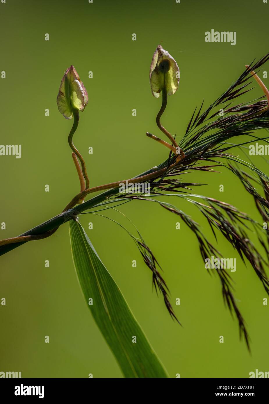Twining stems and fruit of Hedge bindweed, Calystegia sepium, climbing up Common Reed in marshland. Stock Photo