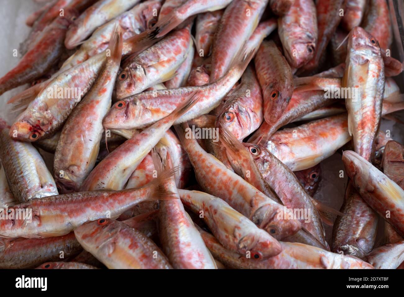 Red mullet on ice at the seafood market.Mediterranean fish and it is also the best ingredient of the diet. Stock Photo