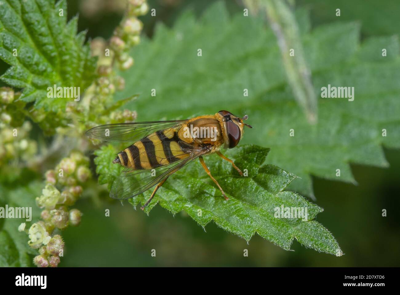 Common banded hoverfly, Syrphus ribesii, resting on nettle leaf. Stock Photo