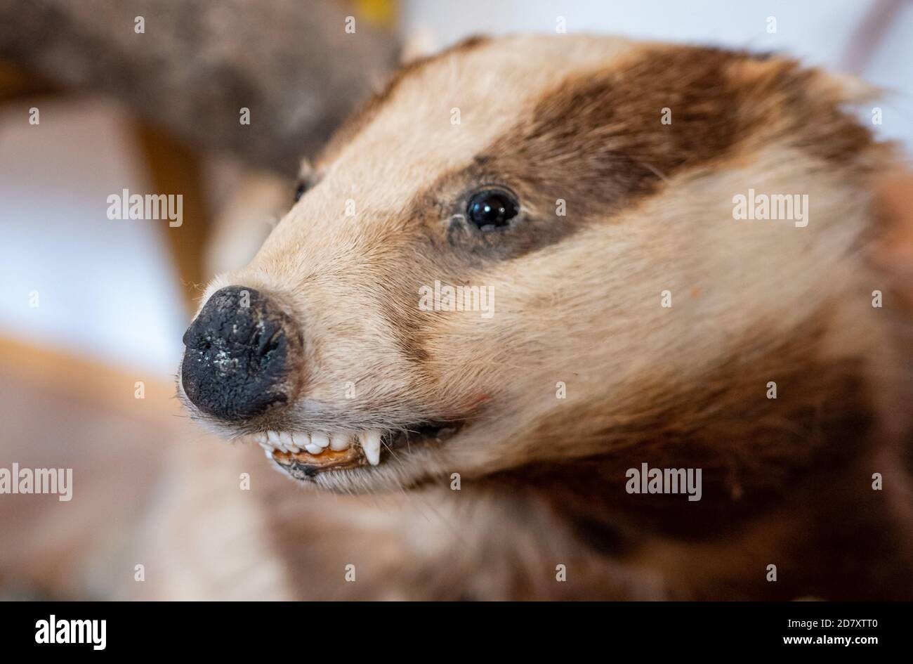 European badger in a museum Stock Photo