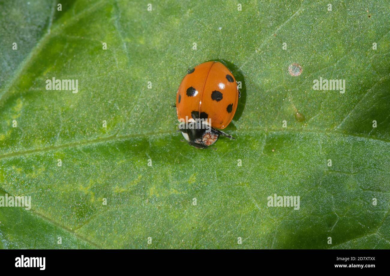 Seven-spot ladybird, Coccinella septempunctata, on leaf surface. Stock Photo
