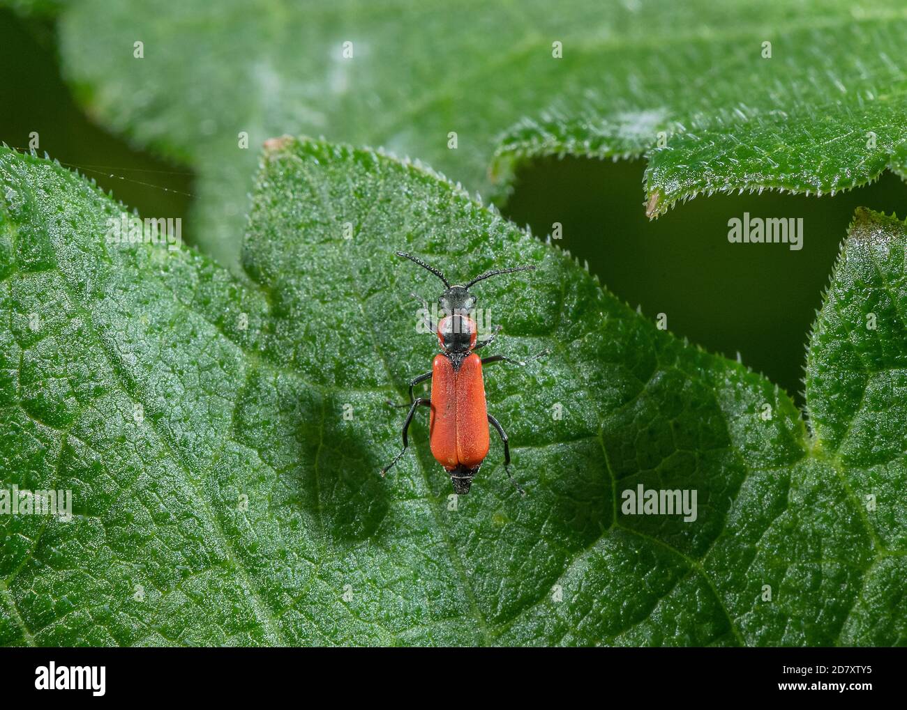 A Soft-winged Flower Beetle, Anthocomus rufus, perched on hogweed leaf in wetland area, Somerset Levels. Stock Photo
