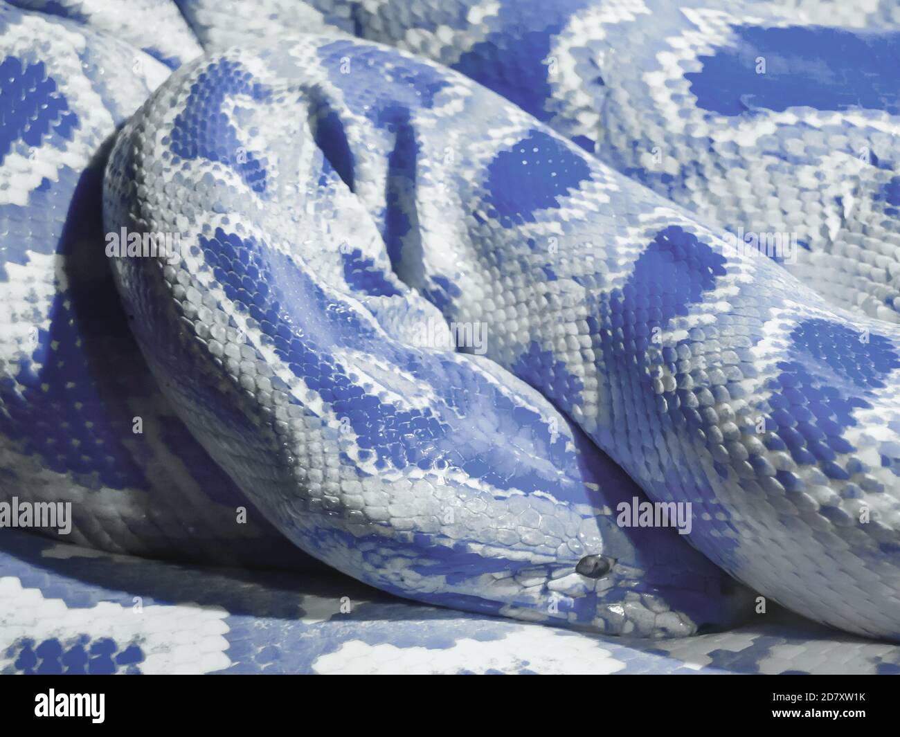Abstract blue python wrapped in a coil Stock Photo - Alamy