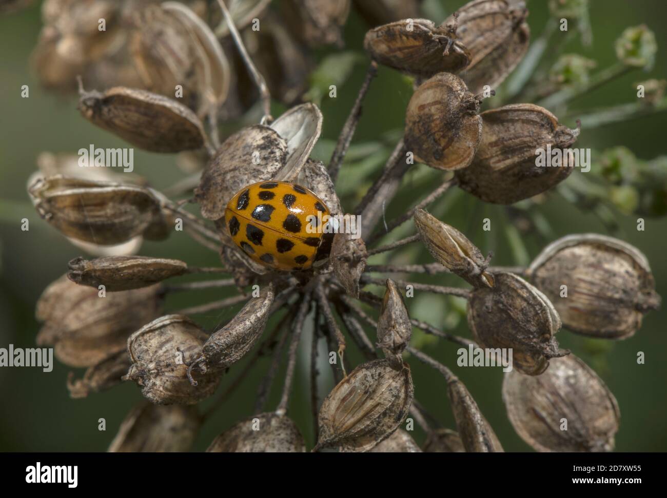 Harlequin ladybird, Harmonia axyridis, colour form, on Hogweed seed-head. Stock Photo