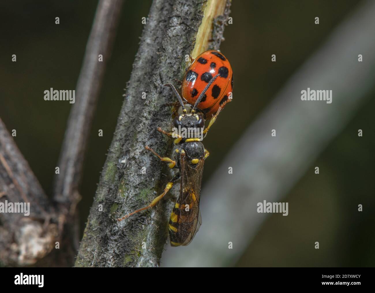 Female Field digger-wasp, Mellinus arvensis, apparently guarding dead parasitised Harlequin ladybird, Harmonia axyridis. Somerset Levels. Stock Photo