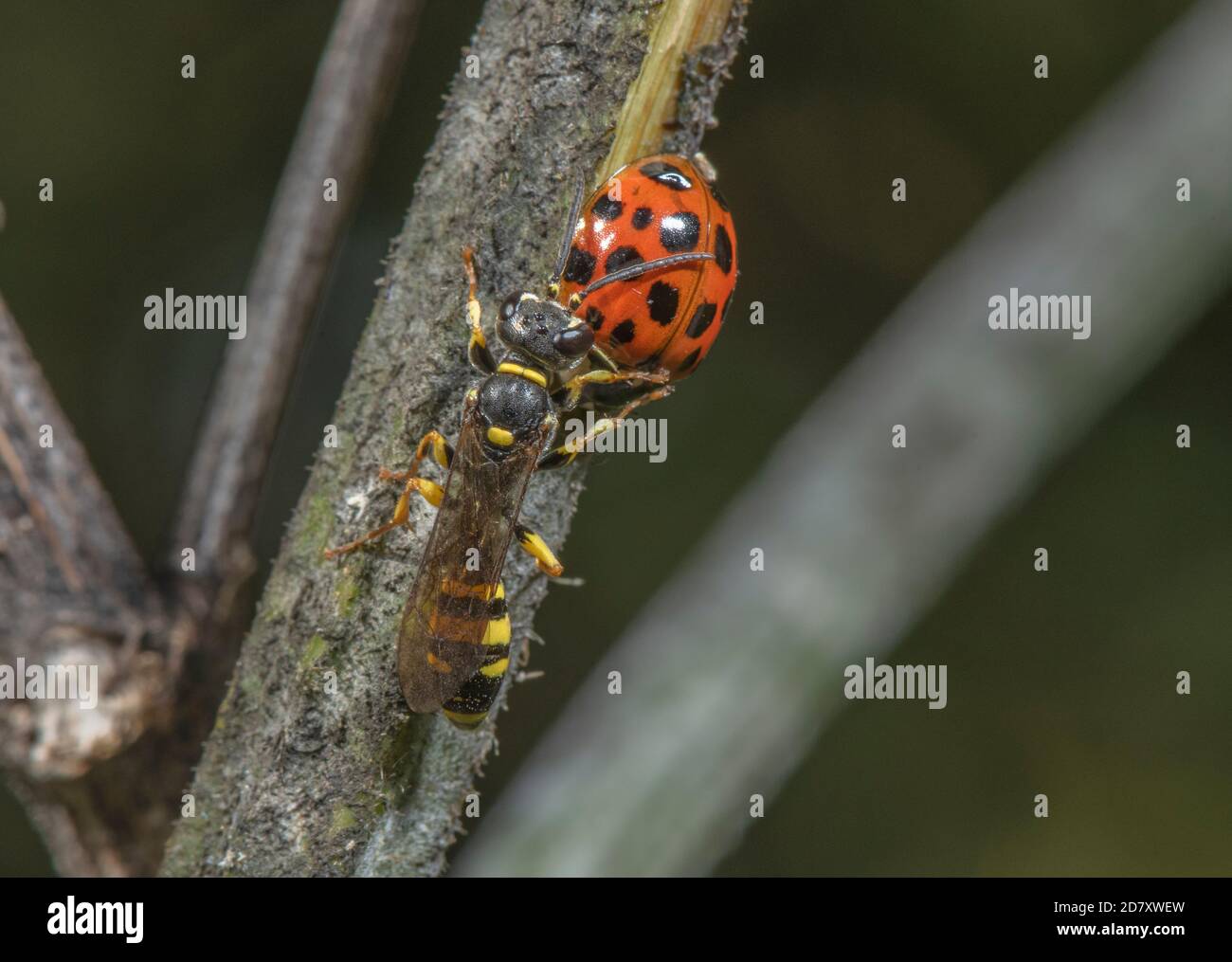 Female Field digger-wasp, Mellinus arvensis, apparently guarding dead parasitised Harlequin ladybird, Harmonia axyridis. Somerset Levels. Stock Photo