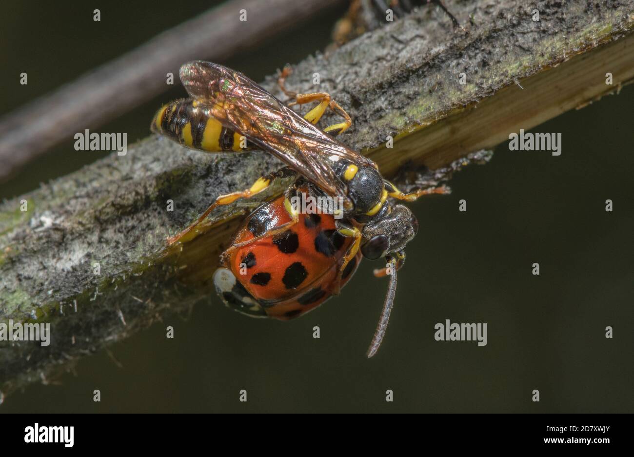 Female Field digger-wasp, Mellinus arvensis, apparently guarding dead parasitised Harlequin ladybird, Harmonia axyridis. Somerset Levels. Stock Photo