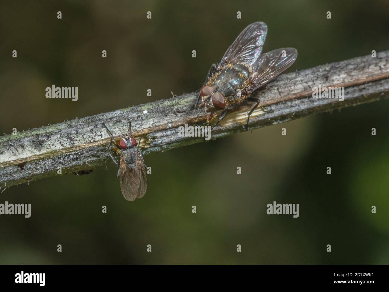 Common cluster fly, Pollenia rudis, interacting with small fly on branch. Stock Photo