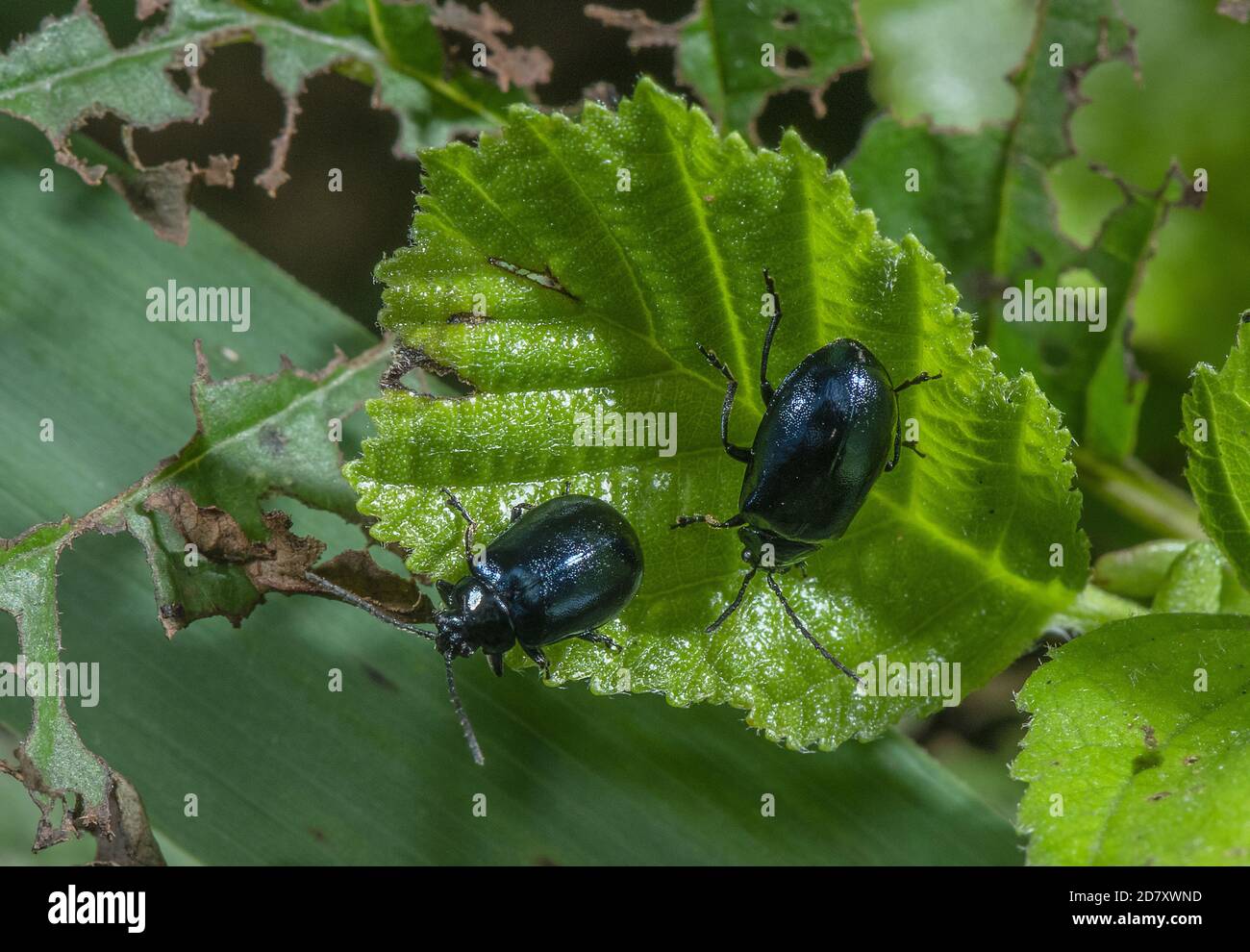 Alder leaf beetles, Agelastica alni,  on the leaves of Alder, Alnus glutinosa. Stock Photo