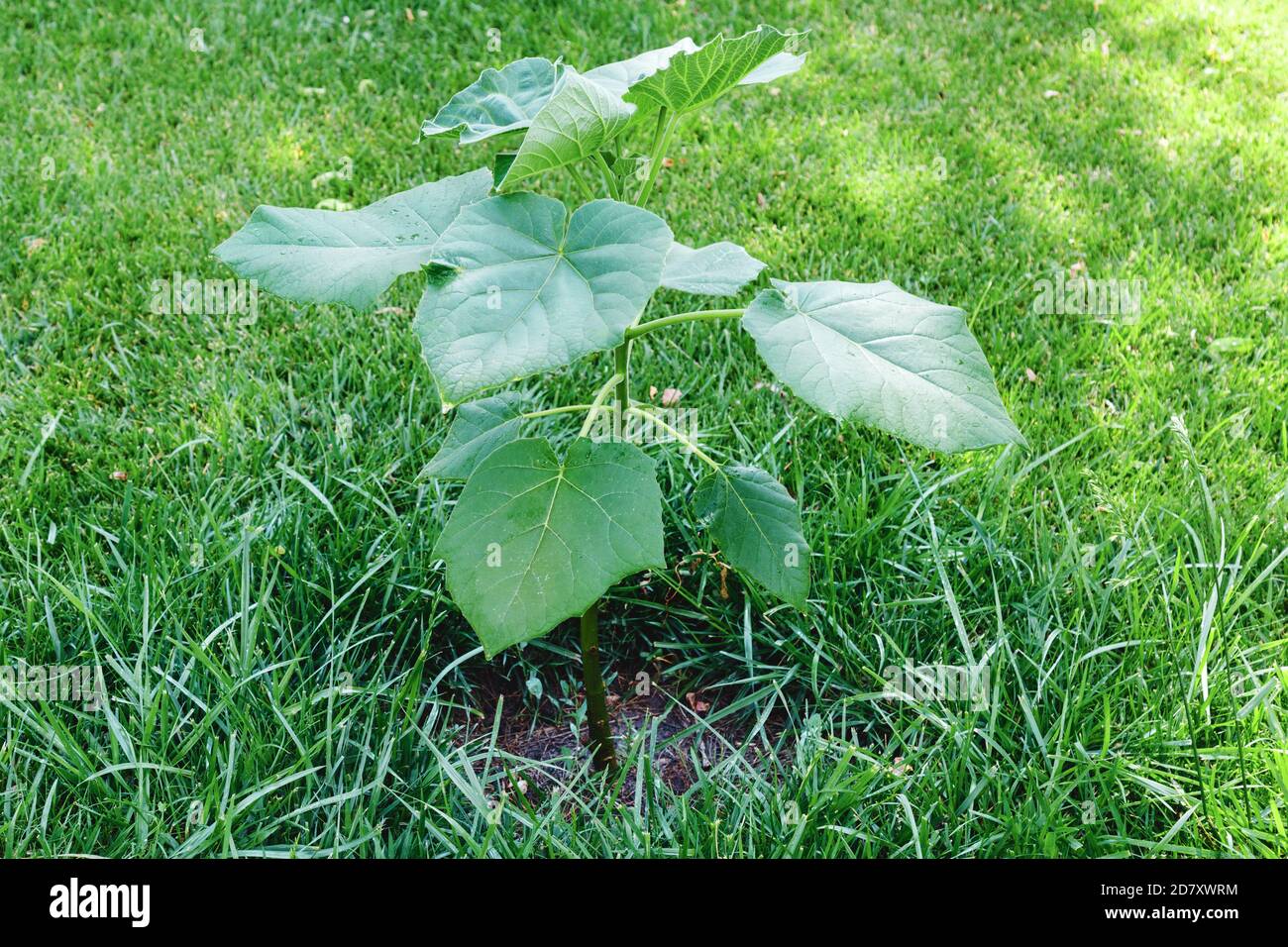 Newly planted Paulownia tomentosa or Empress tree. Young tree seedling of Paulownia tree in green grass lawn Stock Photo