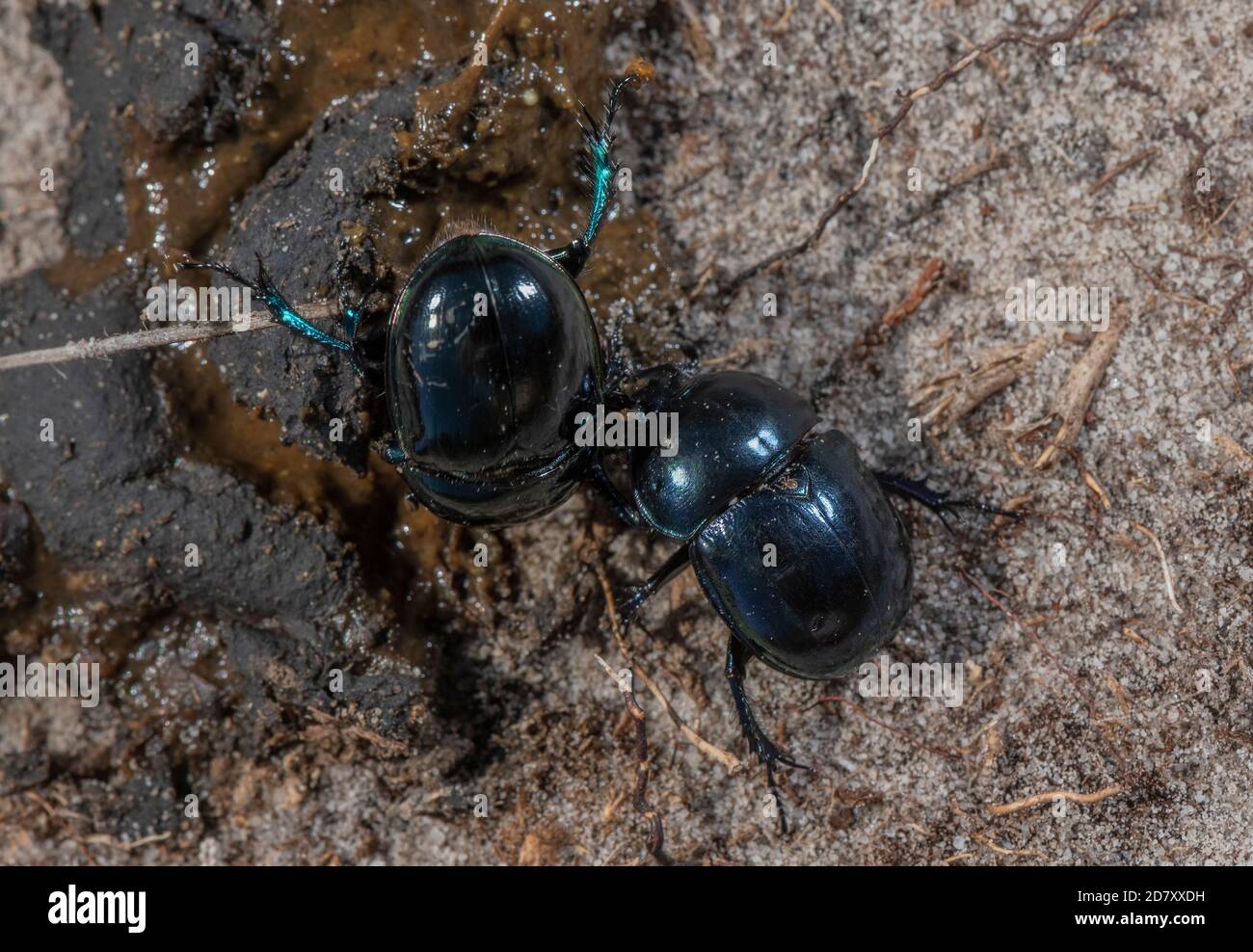 Heath Dumble Dor or Heath Dor Beetles, Trypocopris pyrenaeus, feeding on dung on Dorset heathland in late summer. Rare in UK. Stock Photo