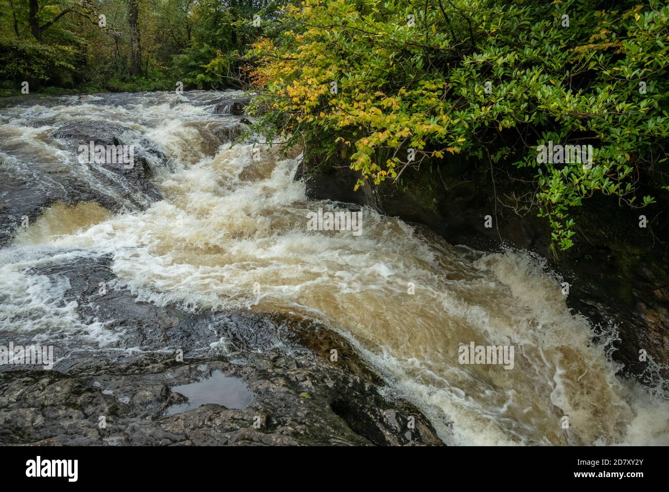 Salmon leap hires stock photography and images Alamy