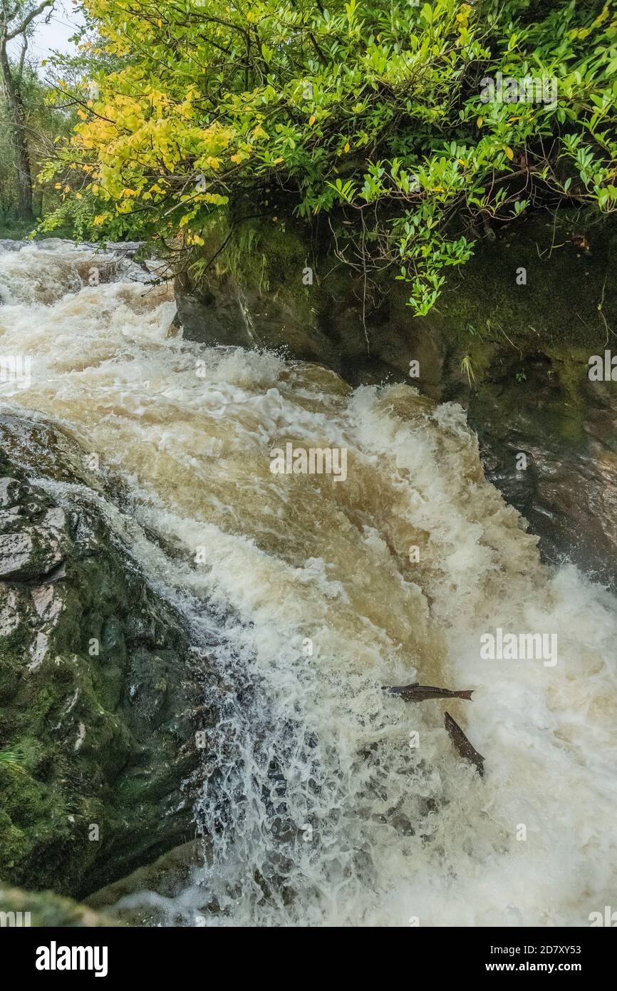 Atlantic salmon, Salmo salar, migrating up the River Almond at Buchanty Spout, Perth & Kinross, to breed. Stock Photo