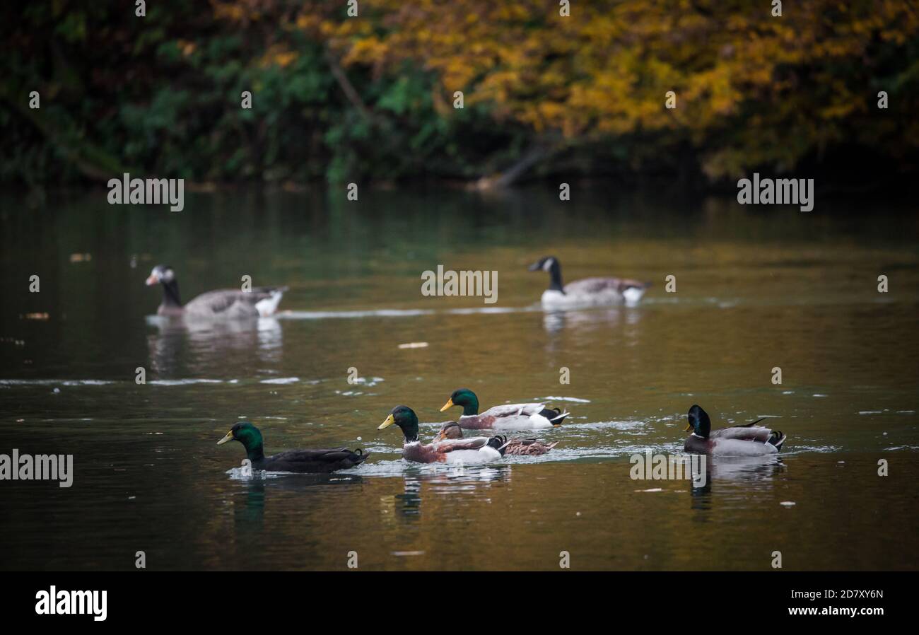 Group of wild ducks swimming Stock Photo