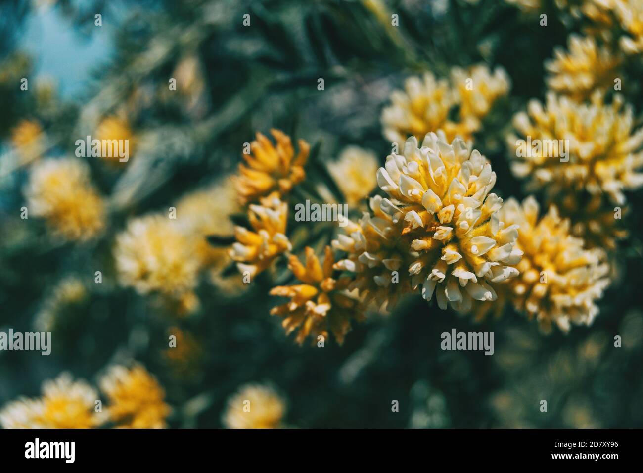 Close-up of some yellow and white flowers of anthyllis in nature Stock Photo
