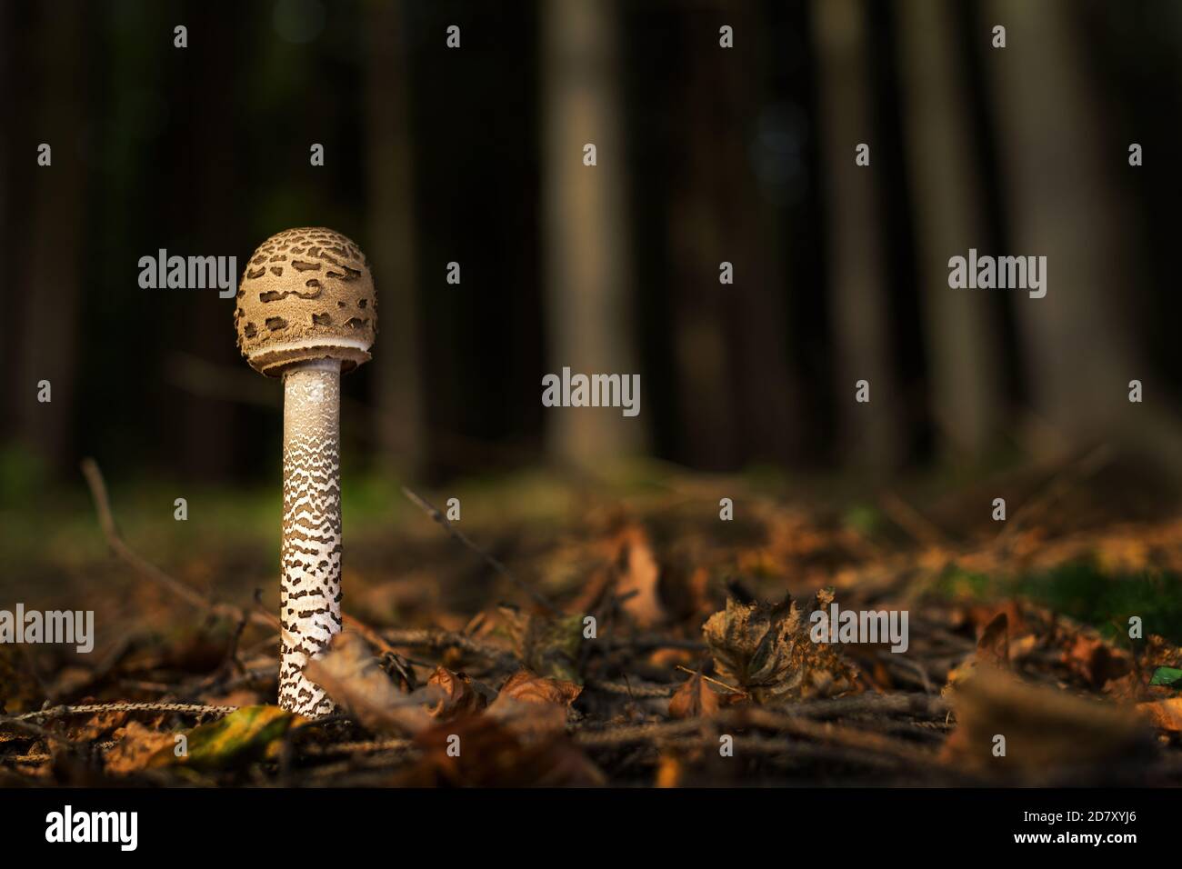 Parasol Mushroom - Macrolepiota procera, large tasty mushroom from worldwide grasslands and forests, Zlin, Czech Republic. Stock Photo