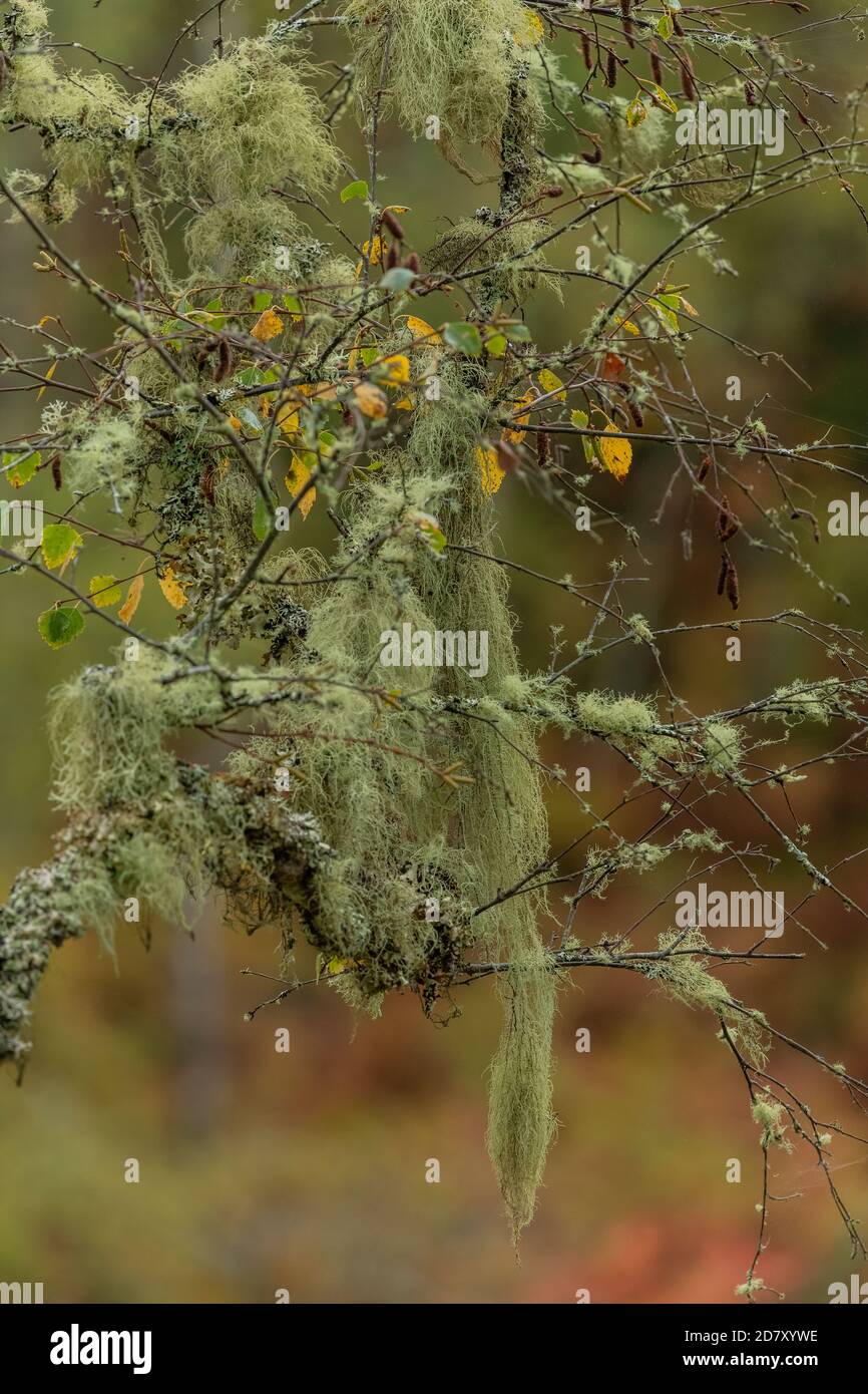 Lichens including the long, pendulous Beard lichen, Usnea dasopoga, on birch in autumn, north Scotland. Stock Photo