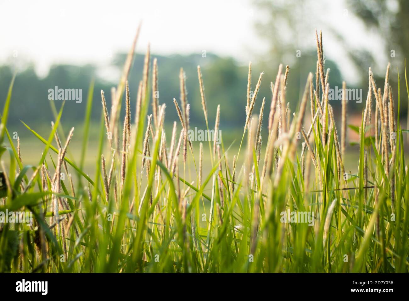 Catkin grass field hi-res stock photography and images - Alamy