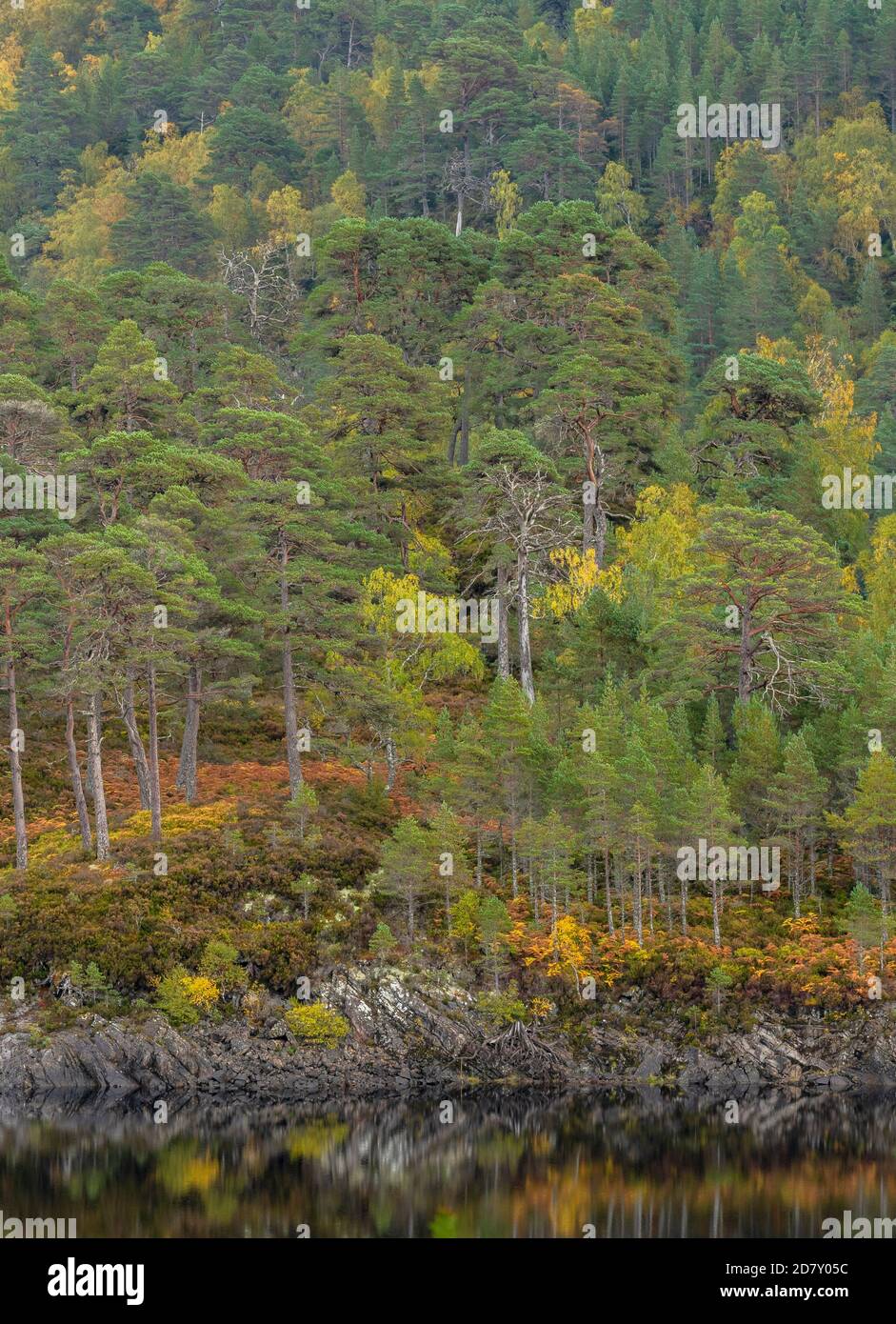 Glen Affric, national nature reserve and Caledonian Forest Reserve, in autumn; Highland, Scotland. Scots pine, Pinus sylvestris with birches. Stock Photo