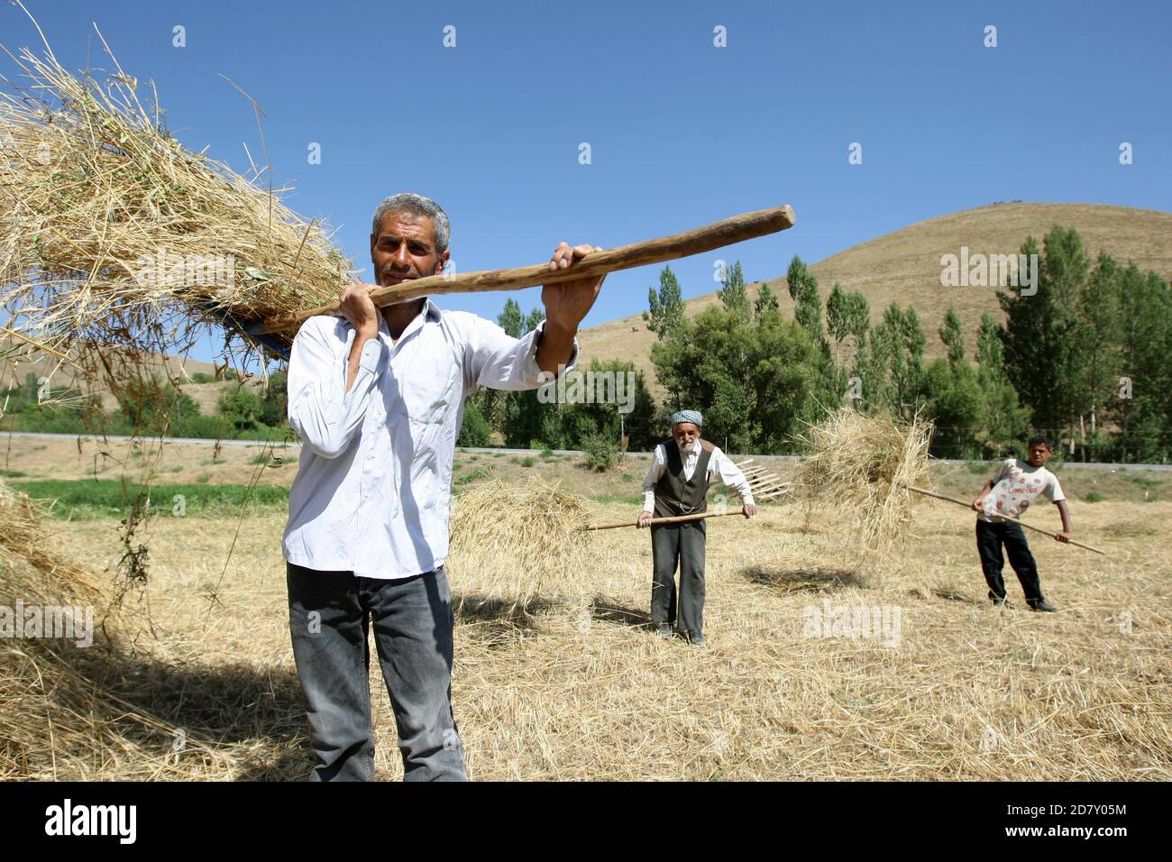 Three generations of a Kurdish farming family gather hay with their pitch forks in a paddock next to a hay stack in the morning at Tatvan in Turkey. Stock Photo