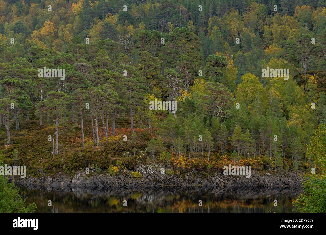 Glen Affric, national nature reserve and Caledonian Forest Reserve, in autumn; Highland, Scotland. Scots pine, Pinus sylvestris with birches. Stock Photo