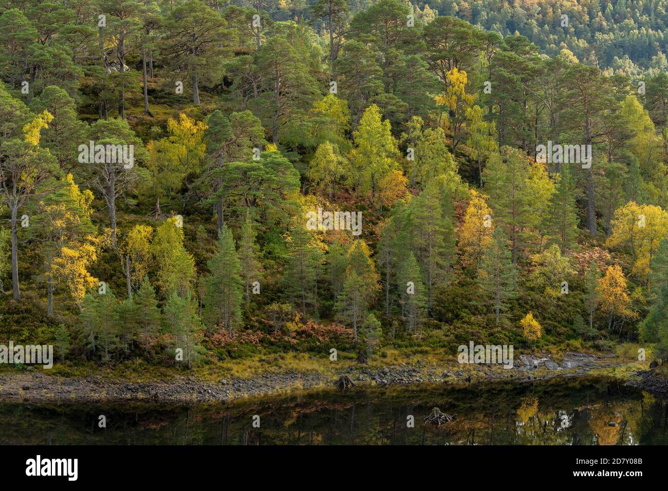 Glen Affric, national nature reserve and Caledonian Forest Reserve, in autumn on the shore of Loch Beinn a' Mheadhoin; Highland, Scotland. Scots pine, Stock Photo