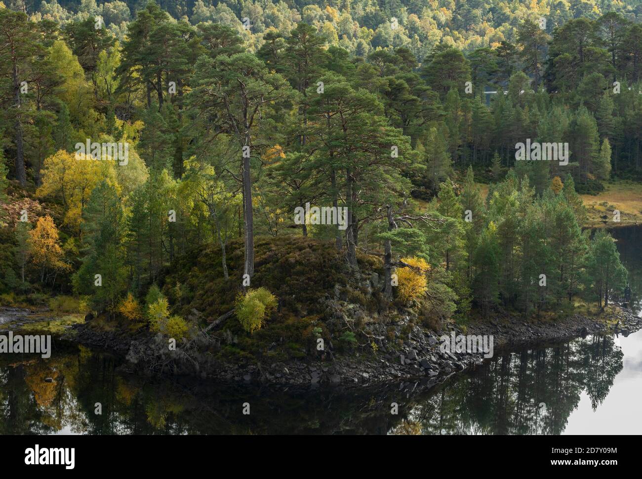 Glen Affric, national nature reserve and Caledonian Forest Reserve, in autumn on the shore of Loch Beinn a' Mheadhoin; Highland, Scotland. Scots pine, Stock Photo