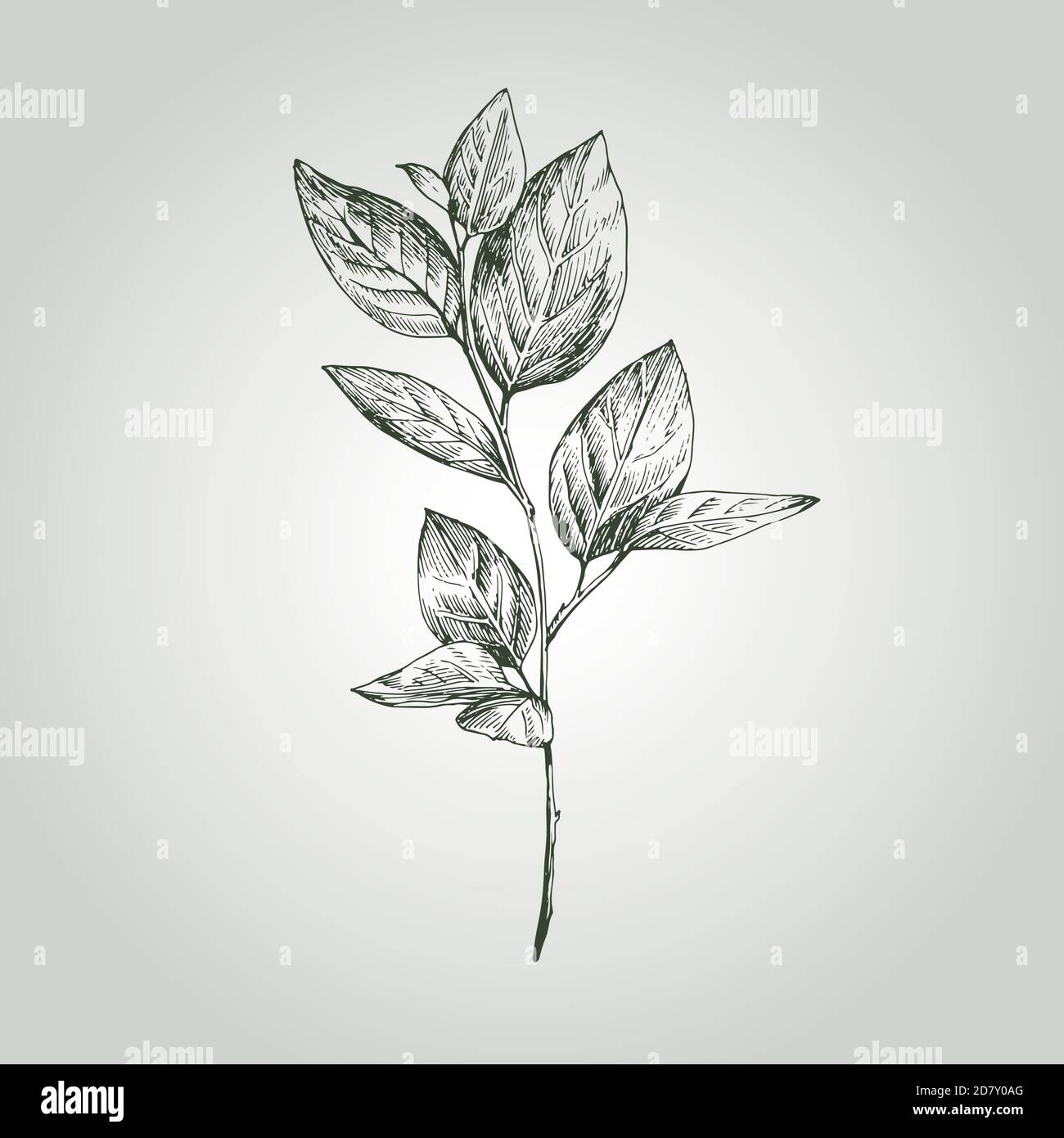 Hand drawn vector illustration of twig with leaves. Wild and free. Perfect for invitations, greetings card, quotes, blogs and posters. Stock Vector