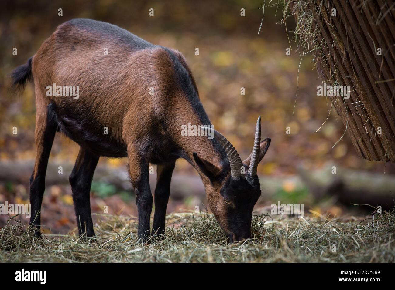 'Pinzgauer Ziege', an endangered goat breed from Austria, she-goat Stock Photo