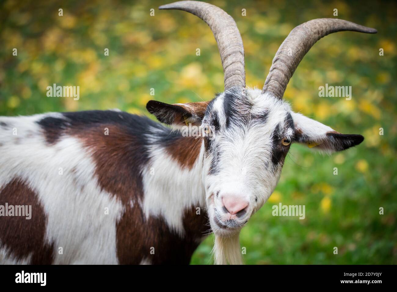 'Tauernschecke', an endangered goat breed from Austria, she-goat Stock Photo