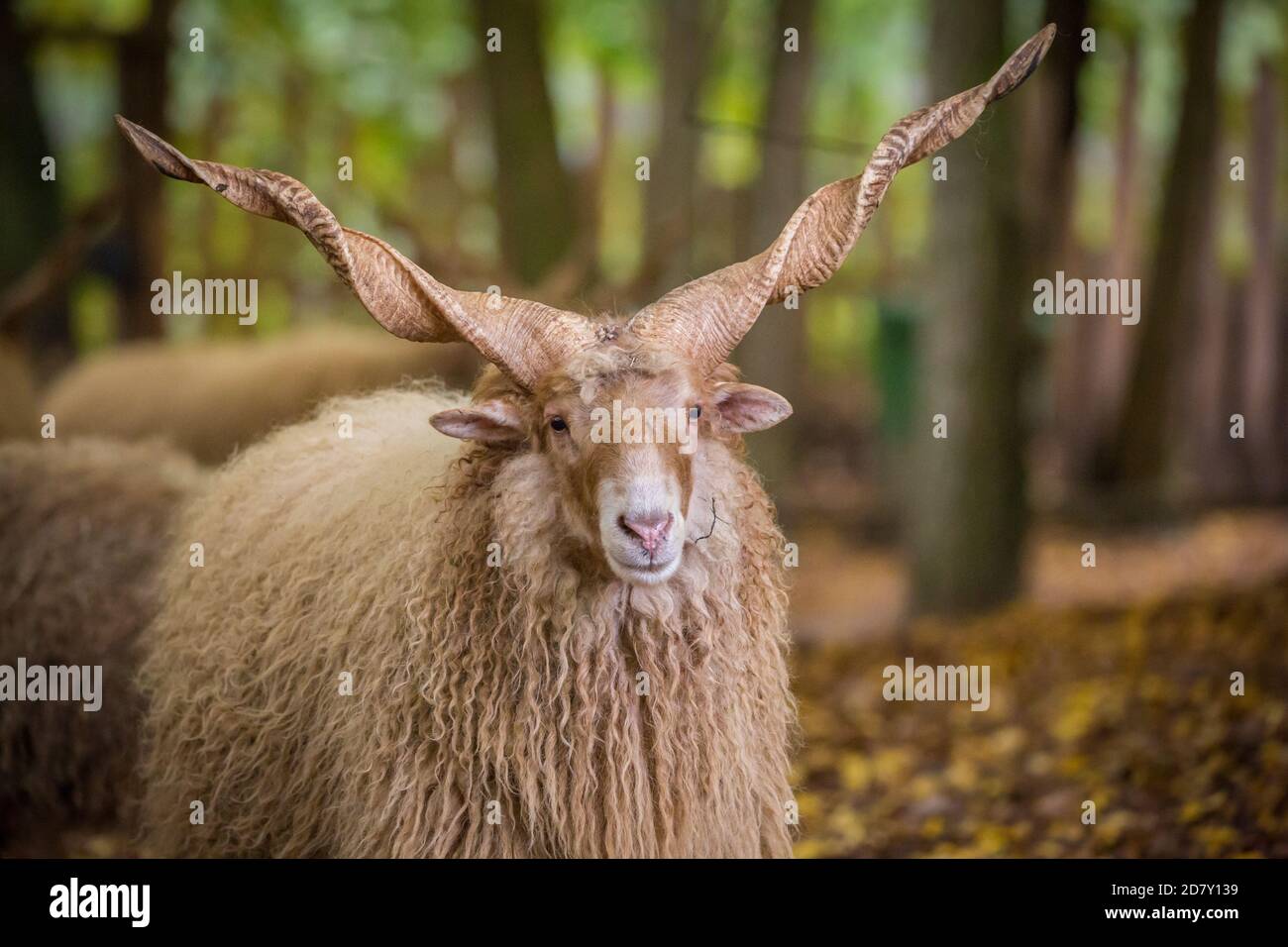 'Wallachian sheep' (Zackelshaf, Racka), an historic and endangered sheep breed from Hungary Stock Photo